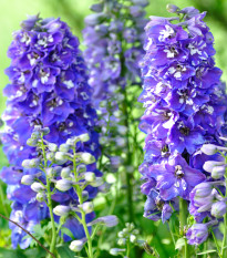 Stračonôžka veľkokvetá Pacific zmes - Delphinium cultorum - semená - 130 ks