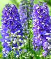 Stračonôžka veľkokvetá Pacific zmes - Delphinium cultorum - semená - 130 ks