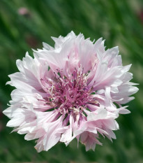 Nevädza lúčna ružová - Centaurea cyanus - semená - 65 ks