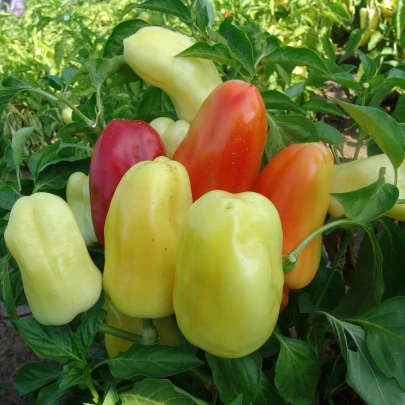 Paprika Boneta - Capsicum annuum - semená - 20 ks