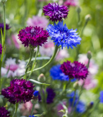 Nevädza - zmes farieb - Centaurea cyanus - semená - 100 ks