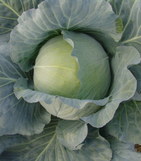 Kapusta Polar - Brassica oleracea - semená - 200 ks