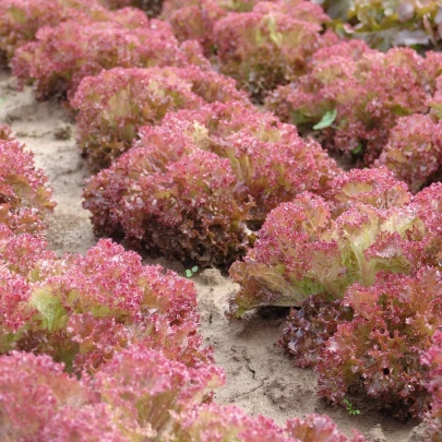 Šalát listový Crimson - Lactuca sativa L. - semená - 300 ks