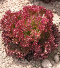 Šalát listový Crimson - Lactuca sativa L. - semená - 300 ks