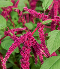 Láskavec chvostový - Amaranthus caudatus - semená - 300 ks