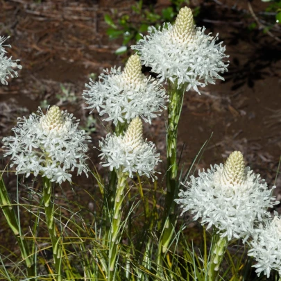 Medvedia kostrava - Xerophyllum tenax - semená - 15 ks