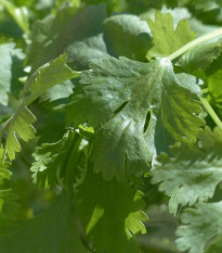 Koriander siaty Cadiz - Coriandrum sativum - semená - 100 ks