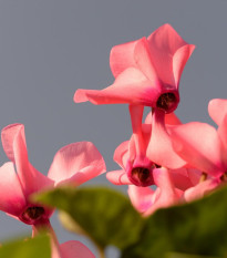 Cyklamén ružový - Cyclamen cilicium - cibuľoviny - 1 ks