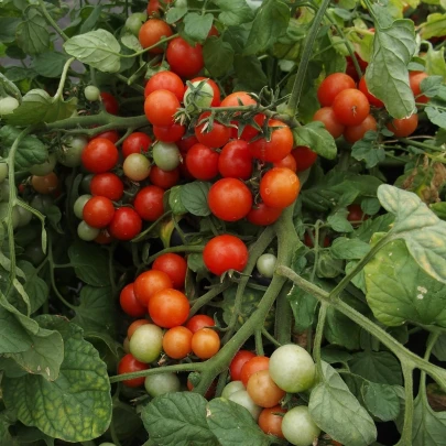 Paradajka Bajaja - Solanum lycopersicum - semená - 12 ks