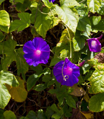 Povojník purpurový Kniolas Black - Ipomoea purpurea - semená - 20 ks