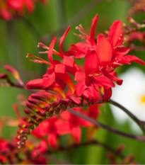 Montbrécia Lucifer - Crocosmia - cibuľoviny - 4 ks