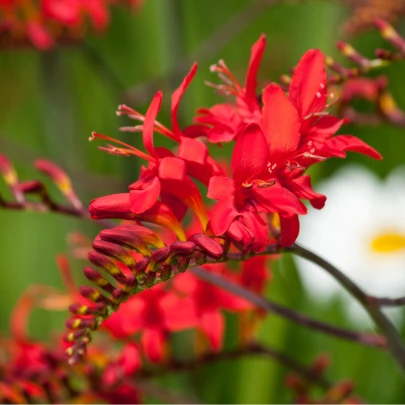 Montbrécia Lucifer - Crocosmia - cibuľoviny - 4 ks