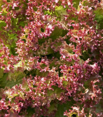 Šalát červený kučeravý - Lactuca sativa - semená - 900 ks