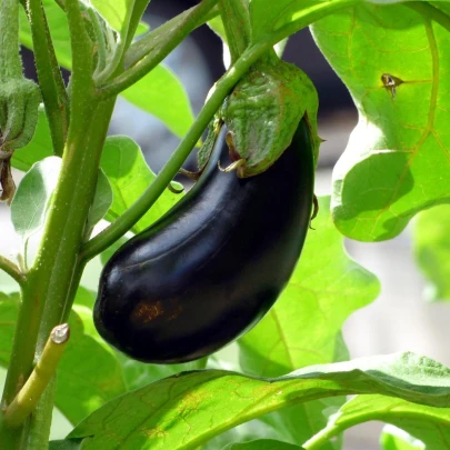 Baklažán vajcoplodý Black Beauty - Solanum melongena - semená - 60 ks