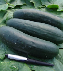 Uhorka F1 Jogger - Cucumis sativus - semená - 12 ks