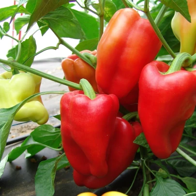 Paprika Andrea - Capsicum annuum - semená - 20 ks