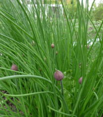 Pažítka Grande - Allium schoenoprasum L. - semená - 300 ks