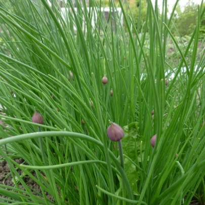 Pažítka Grande - Allium schoenoprasum L. - semená - 300 ks