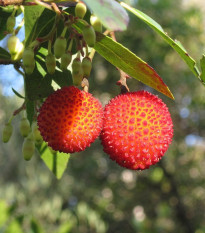 Planika obyčajná - Arbutus unedo - semená - 5 ks