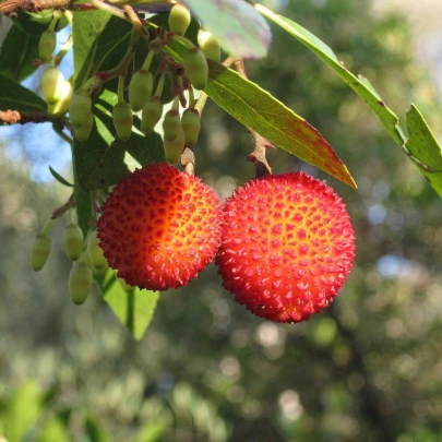 Planika obyčajná - Arbutus unedo - semená - 5 ks