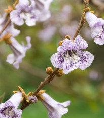 Paulovnia catalpifolia - Paulownia - semená - 15 ks