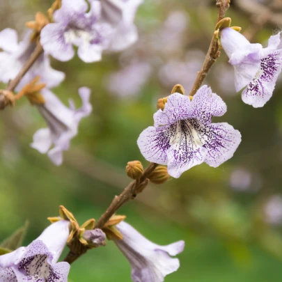 Paulovnia catalpifolia - Paulownia - semená - 15 ks