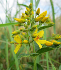 Čerkáč obyčajný - Lysimachia vulgaris - semená - 200ks