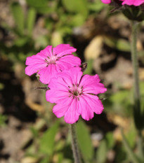 Kukučka alpská - Lychnis alpina - semená - 20 ks