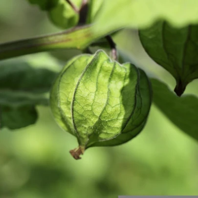 Machovka lepkavá - Physalis philadelphica - semená - 5 ks