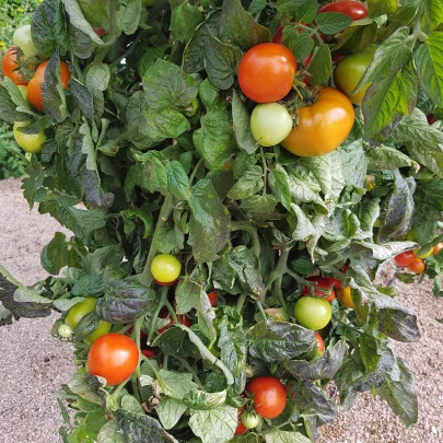 Paradajka Rentita - Solanum lycopersicum - semená - 15 ks