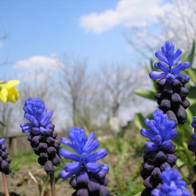 Modrica širokolistá - Muscari latifolium - cibuľoviny - 5 ks