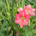 Zornica Susan - Hippeastrum - cibuľoviny - 1 ks