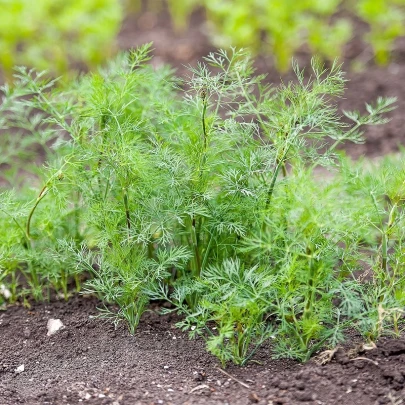 Kôpor voňavý Oliver - Anethum graveolens - semená - 500 ks