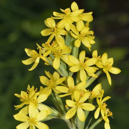 Badil žltý - Sisyrinchium californicum - semená - 10 ks