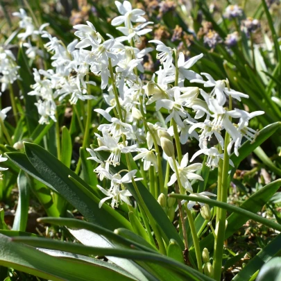 Scilla biela - Scilla siberica alba - cibuľoviny - 3 ks