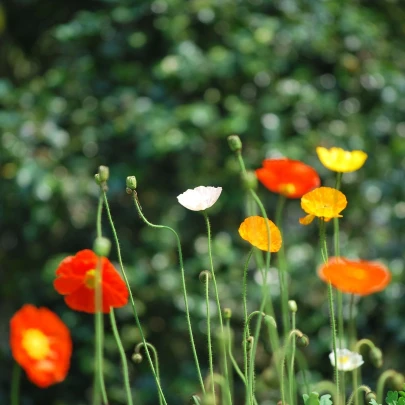 Slncovka zmes farieb - Eschscholzia californica - semená - 200 ks