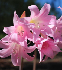 Amarylis Belladonna - Amaryllis - cibuľoviny - 1 ks