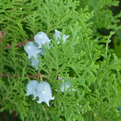 Tuja orientálna - Platycladus orientalis - semená - 10 ks