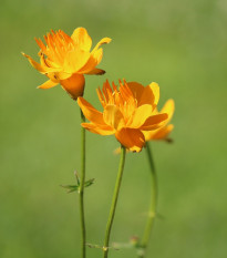 Upolín čínsky Gold queen - Trollius chinensis - semená - 20 ks