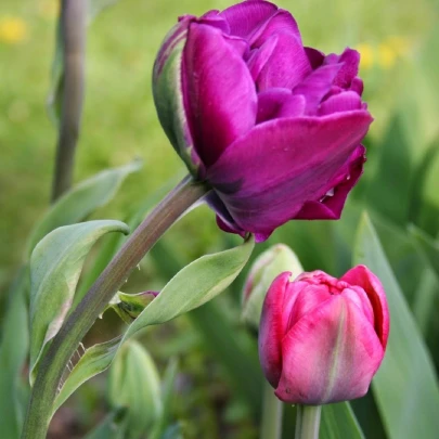 Tulipán Blue Diamond - Tulipa - cibuľoviny - 3 ks