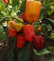 Paprika Citrína skorá - Capsicum annuum - semená - 40 ks