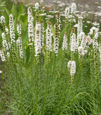 Liatra klasnatá Floristan White - Liatris spicata - semená - 20 ks