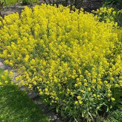 Boryt farbiarsky - Isatis tinctoria - semená - 8 ks