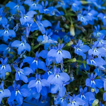 Lobelka drobná Crystal Palace - Lobelia erinus - semená - 1000 ks