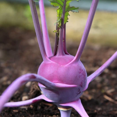 Kaleráb skorý modrý Purple vienna - Brassica oleracea - semená - 100 ks