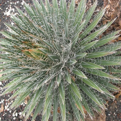 Agáva mexická - Agave filifera - semená - 7 ks