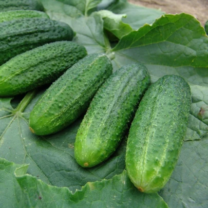 Uhorka partenokarpická Partner F1 - Cucumis sativus - semená - 50 ks