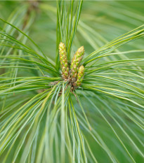 Borovica čínska - Pinus tabuliformis - semená - 7 ks