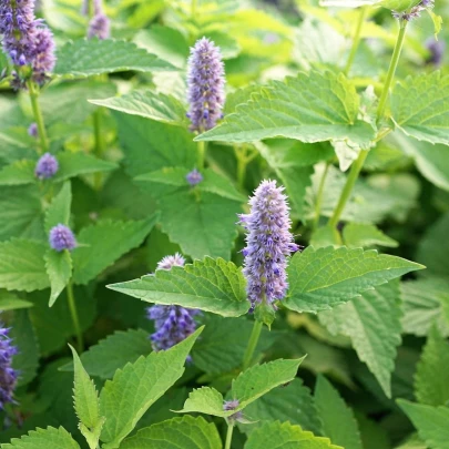 Mäta Polej - Mentha pulegium - semená - 25 ks