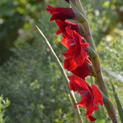 Gladiola Nanus Mirella - Gladiolus - cibuľoviny  - 3 ks